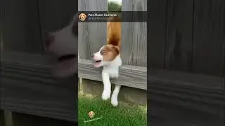 Smart Cat Saves Puppy Stuck in Fence!