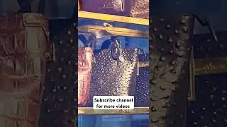 Fake leather/vegan leather bags in Alwae metro station #bags #aluva #metro #trending #lifestyle #1m