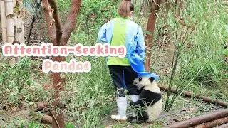 Clumsy Pandas&rsquo; Special Ways Of Seeking Attention | iPanda