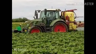 Fendt 516 & Hardi Master plus 1800l 18m - prskanje suncokreta - spraying sunflower 2020.