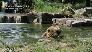 Baignade des ours bruns du Safari de Peaugres