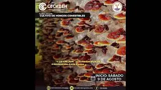 📌 CURSO TALLER: Cultivo de Hongos Comestibles