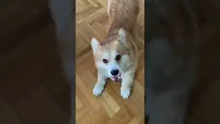 BIG BARK🐶 #dogs #corgi #cute #pets #socute #barking #welshcorgi #doglover #funny #comedy #corgipuppy