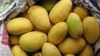 Top Mango Producing Countries in the World| Urdu/Hindi