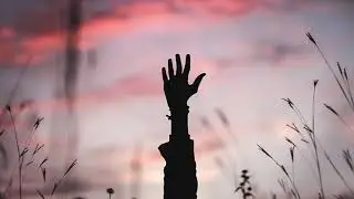 Amonita - ID