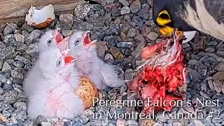 #2🦅Montreal  Falcon Nest／Faucons UdeM en direct／Live Stream