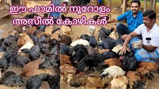Krishnaprabhu Chettan's Aseel Farm in Palakkad #henfarming #aseelhen #nadankozhi