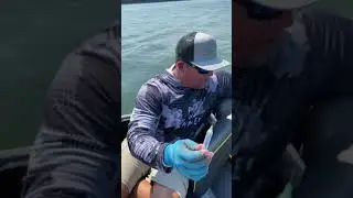How to Fizz a Bass