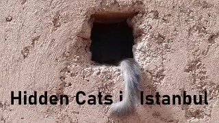 Istanbul’s historic Gülhane Park... and the cats hiding inside it | Hidden cats in Istanbul 3