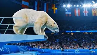 The Olympic Diving Championship🏆| Animal Olympics diving board | Which National Animal Dives BEST?!