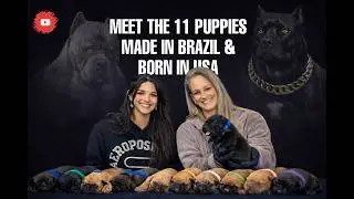 New Breed Just Arrived at Samba Kennels | Meet Our 11 New Puppies