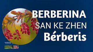Berberina e seu Alcance Medicinal Segundo a M.T.C!