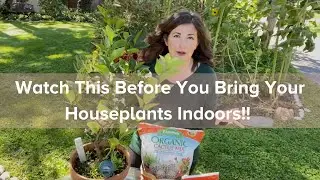 3 Pest Control Tips for Bringing Houseplants in Indoors for the Fall/Winter Months