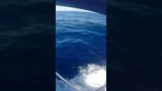 bamboo outriggers in action#fishinghawaii #trolling hawaii #aku