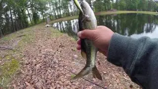 Pond Fishing with Rapala X-Rap Slashbait