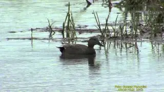 SNATTERAND  Gadwall  (Anas strepera)  Klipp - 1197