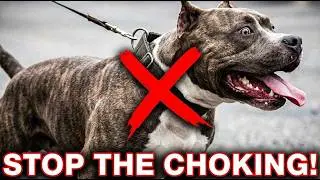 Stop Walking Your Dog Like This! (It Causes Permanent Neck Damage)