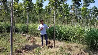 Weekends Worth ||Mahagoni ||ಮಹಾಗೋನಿ ||Tree ||Farming ||Bangalore