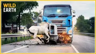 Tragic & Shocking! 45 Animal Car Crashes You Won&rsquo;t Believe Were Real | Animal Crashes #114