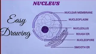 How to draw. Structure of nucleus easily / Nuvleus diagram 
