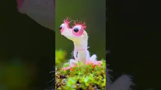 Immortal Jellyfish Power