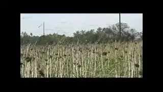 Whitewing Dove Hunting At The Nooner Ranch Southwest Texas