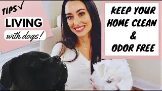 KEEPING YOUR HOUSE CLEAN WITH DOGS | TIPS FOR LIVING WITH PETS