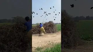Hunting for birds eggs 🪺 #shortvideo #automobile #extrabirdadventure #farming #harehunting #hunting