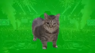 OIIA OIIA (Spinning Cat) Golden Pawfong Hour EDM Rave