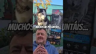 Muchos me pregunt&aacute;is por el secreto de Max, Balto y Bomb&oacute;n, y la respuesta es? (+ info descripci&oacute;n)