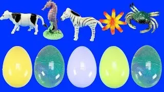 Toy Wild Animals Surprise Eggs in orbeez - Learn Animal Names For Kids