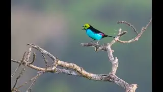 Bird photography tour to northern Peru