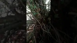 Part three hour long hide and seek (with Billy )