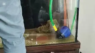 Marine Fish Tank Successfully Converted into Fresh Water 