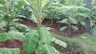 Yelakki Banana grew up more than 7 feet in just 6 months 🍌 Organic farming 🧺🧺🌵 🌵 🌵☘️