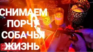 🔴СНИМАЕМ СОБАЧЬЮ ПОРЧУ И ОБРАТКОЙ. РАСКЛАД В КОНЦЕ 👌