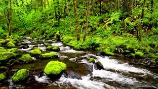 A 4k Creek flowing in lush rainforest. River Sounds, Flowing Water, Nature White Noise 10 hours.
