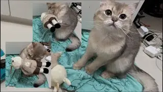 1 year old cat Pepper standing on hind legs hugging playing rabbit toy on blanket towel on floor