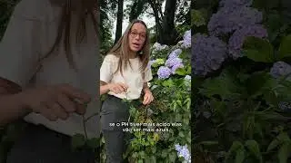 Hort&ecirc;nsias