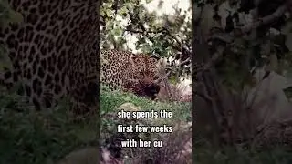 Mother Leopard: Teaching Survival Skills to Her Cubs #leopard #animals #video