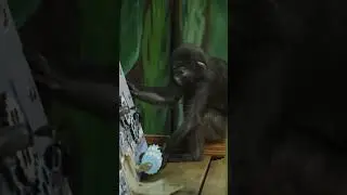 Spectacled Langur