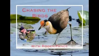 Chasing the Birds Episode #1: Cattai Wetlands, NSW, Australia