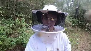 Africanized Killer Bee Removal and Honey Harvest