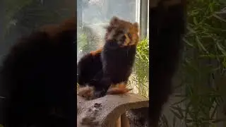 Red Panda Cute 5 #Animal #Cute #Red_Panda
