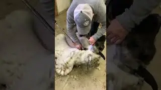 Shearing a Suffolk ram