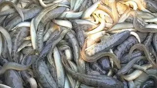 छोटी मछली कैसे फसाया जाता है 😳😳 #fishing #fishingart #viral #fishingvideo #fishingtips  #tranding