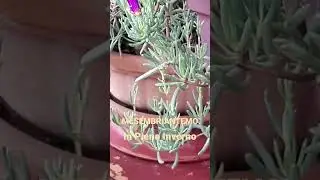 Immortal flowers of mesembryanthemum plant...in winter #shorts