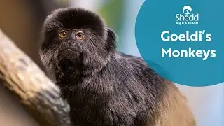Goeldi's Monkeys