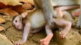 Little Baby monkey Vikki so exhausted today, Update monkey Violet and baby monkey Vikki