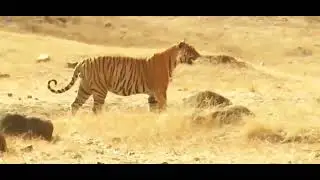 Life of Tiger Queen National Geographic Documentary HD 2020
